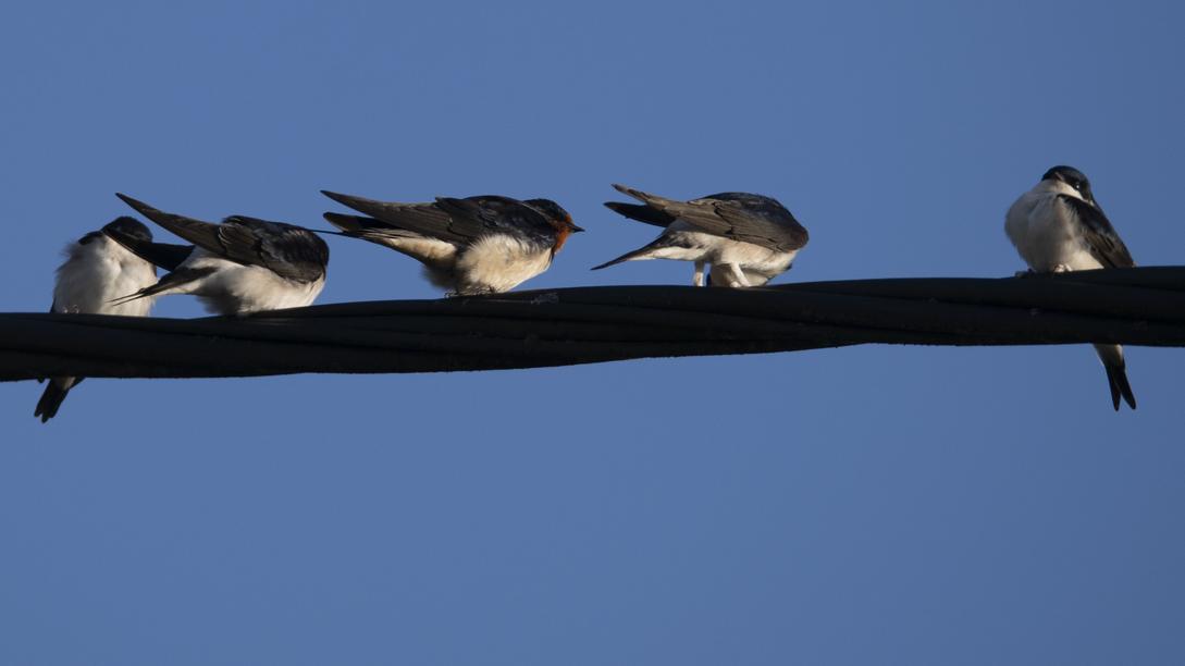 Programme Les hirondelles
